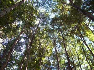 Arboles en wenu mapu