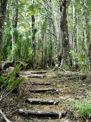 Asiento en el bosque
